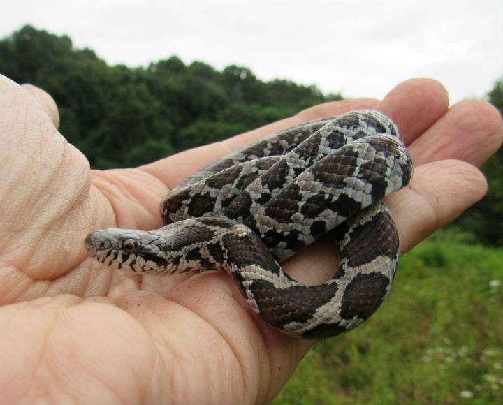 Eastern Milk Snake